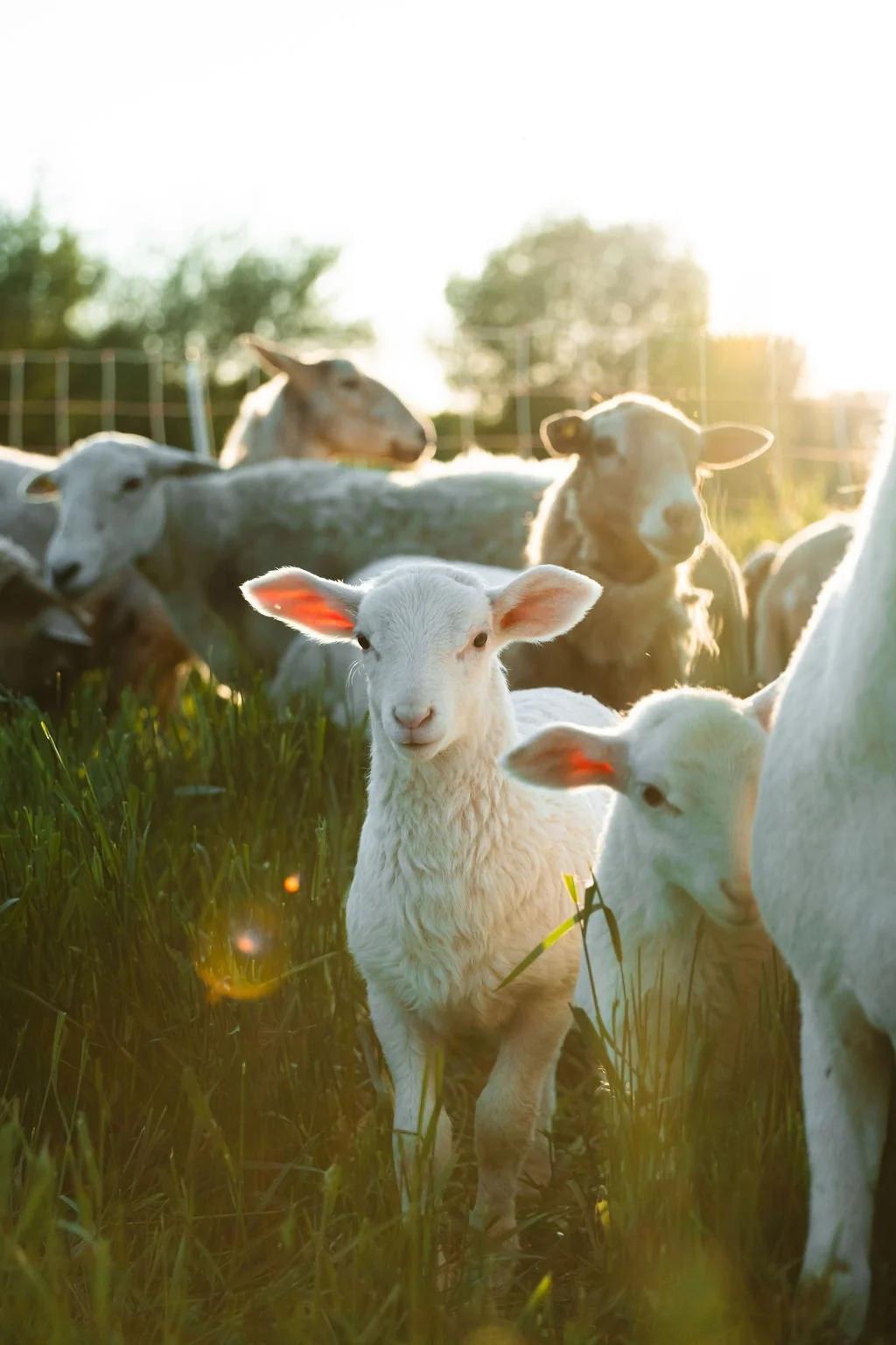 Regenerative Meat – Feathered Acres Farm, Belgrade MN