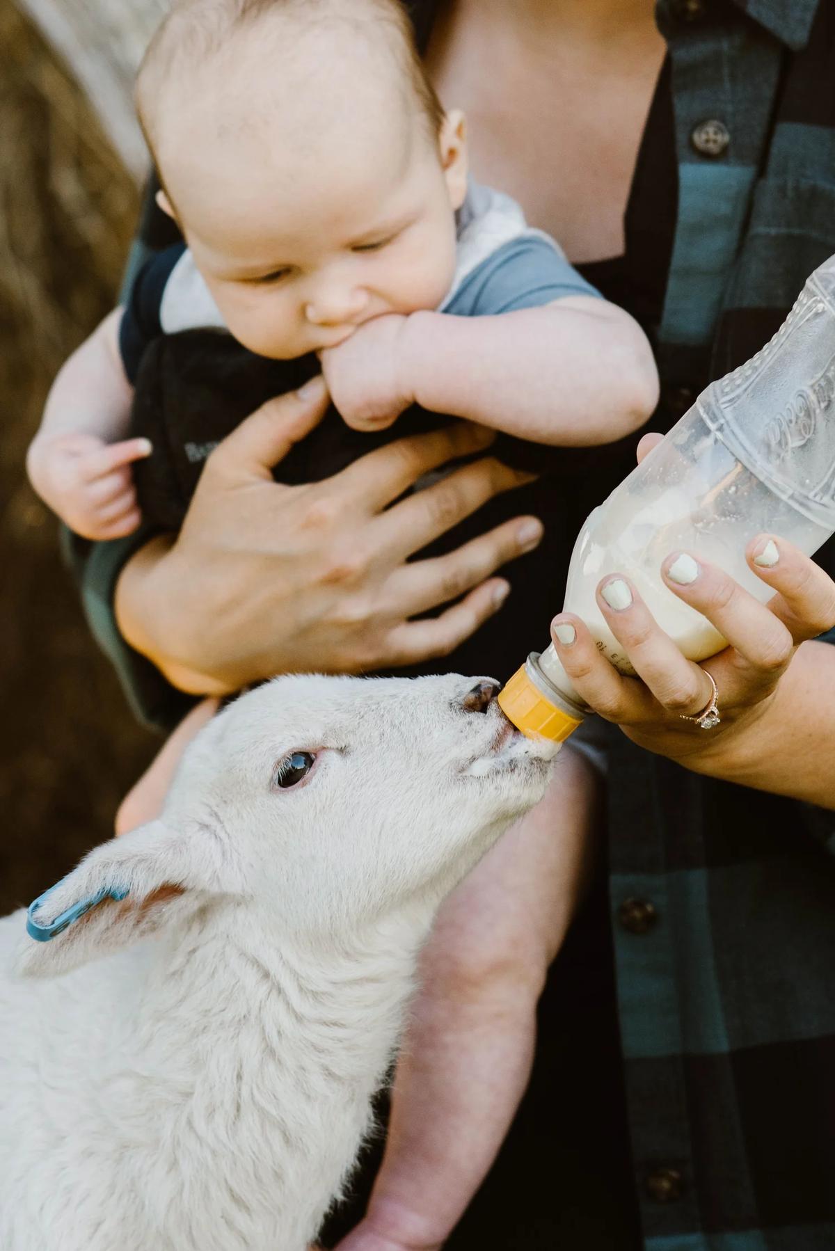 A lamb being bottle-fed