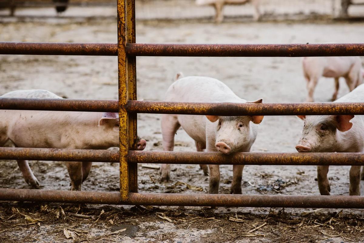 Gallery – Feathered Acres Farm, Belgrade MN