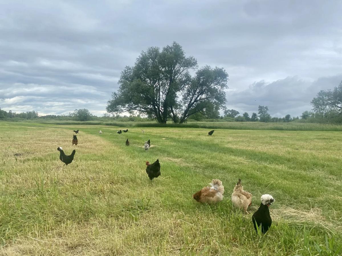 Gallery – Feathered Acres Farm, Belgrade MN