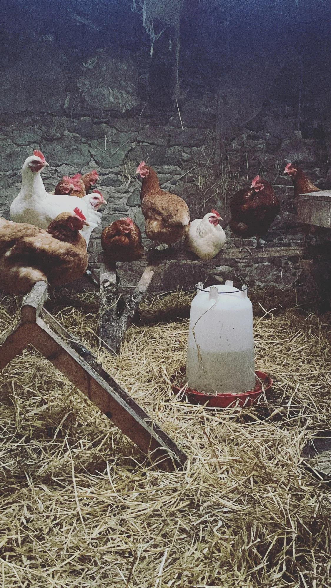 A Farm Stay in County Wexford, Ireland – Feathered Acres Farm, Belgrade MN
