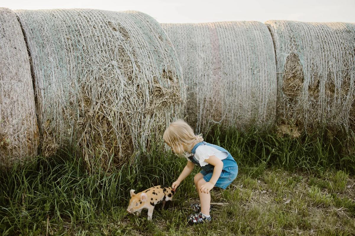 Gallery – Feathered Acres Farm, Belgrade MN