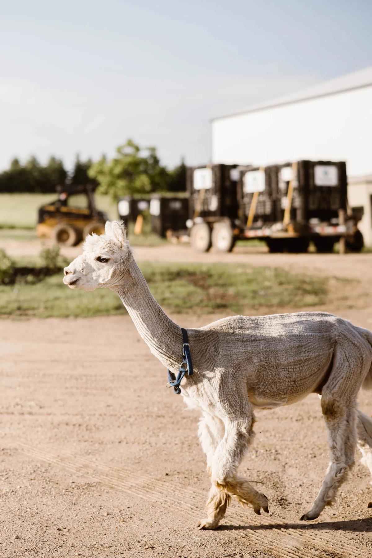 Gallery – Feathered Acres Farm, Belgrade MN