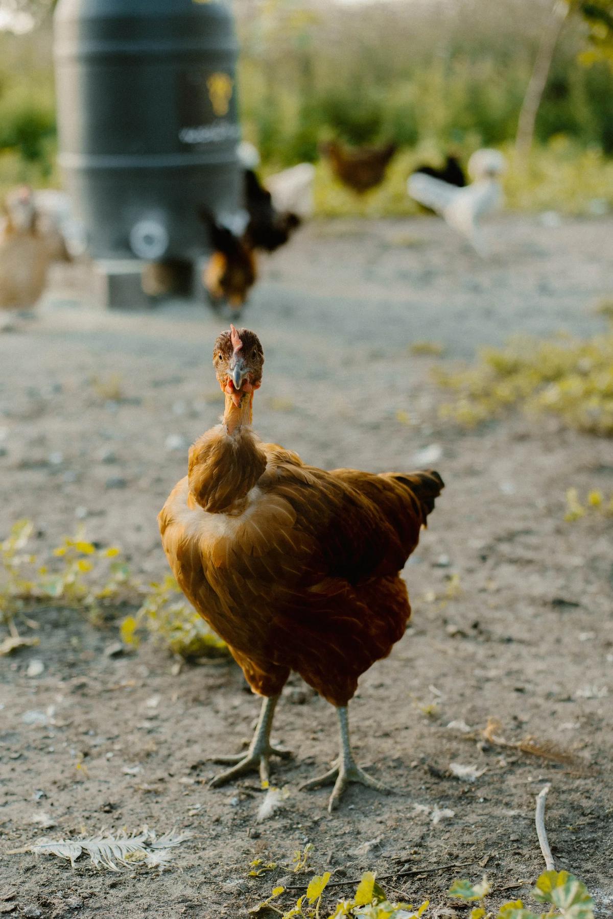 A brown chicken standing on dirt