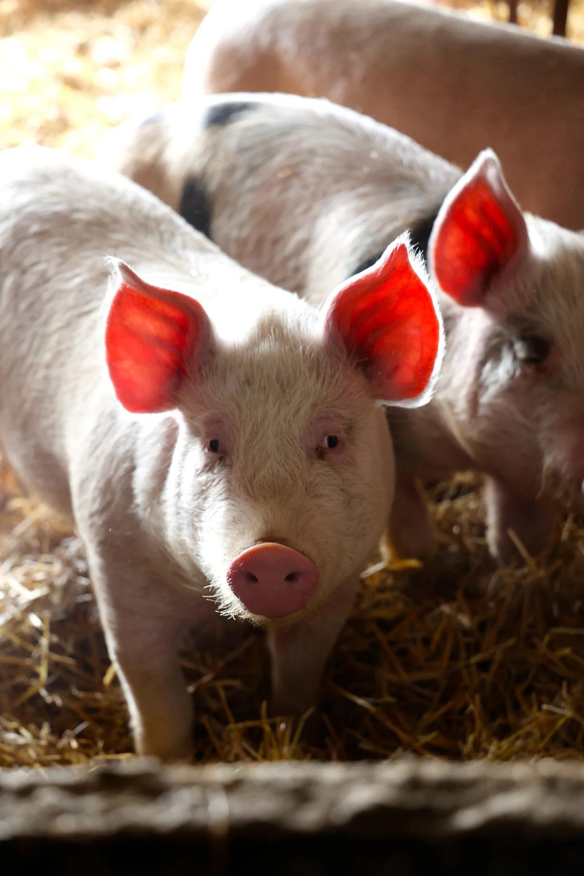 Regenerative Meat – Feathered Acres Farm, Belgrade MN
