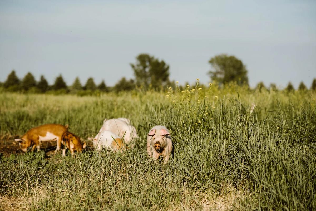 Gallery – Feathered Acres Farm, Belgrade MN