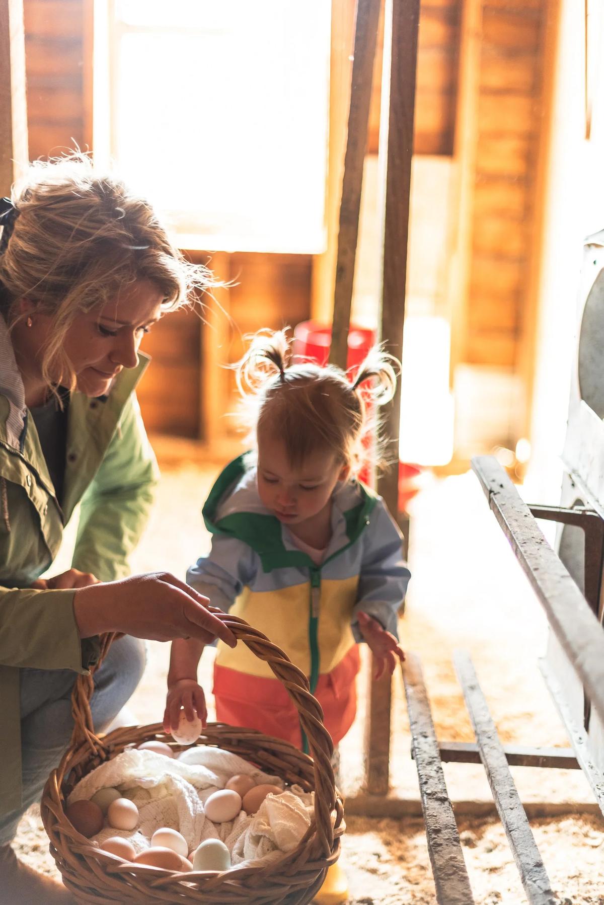 Gallery – Feathered Acres Farm, Belgrade MN