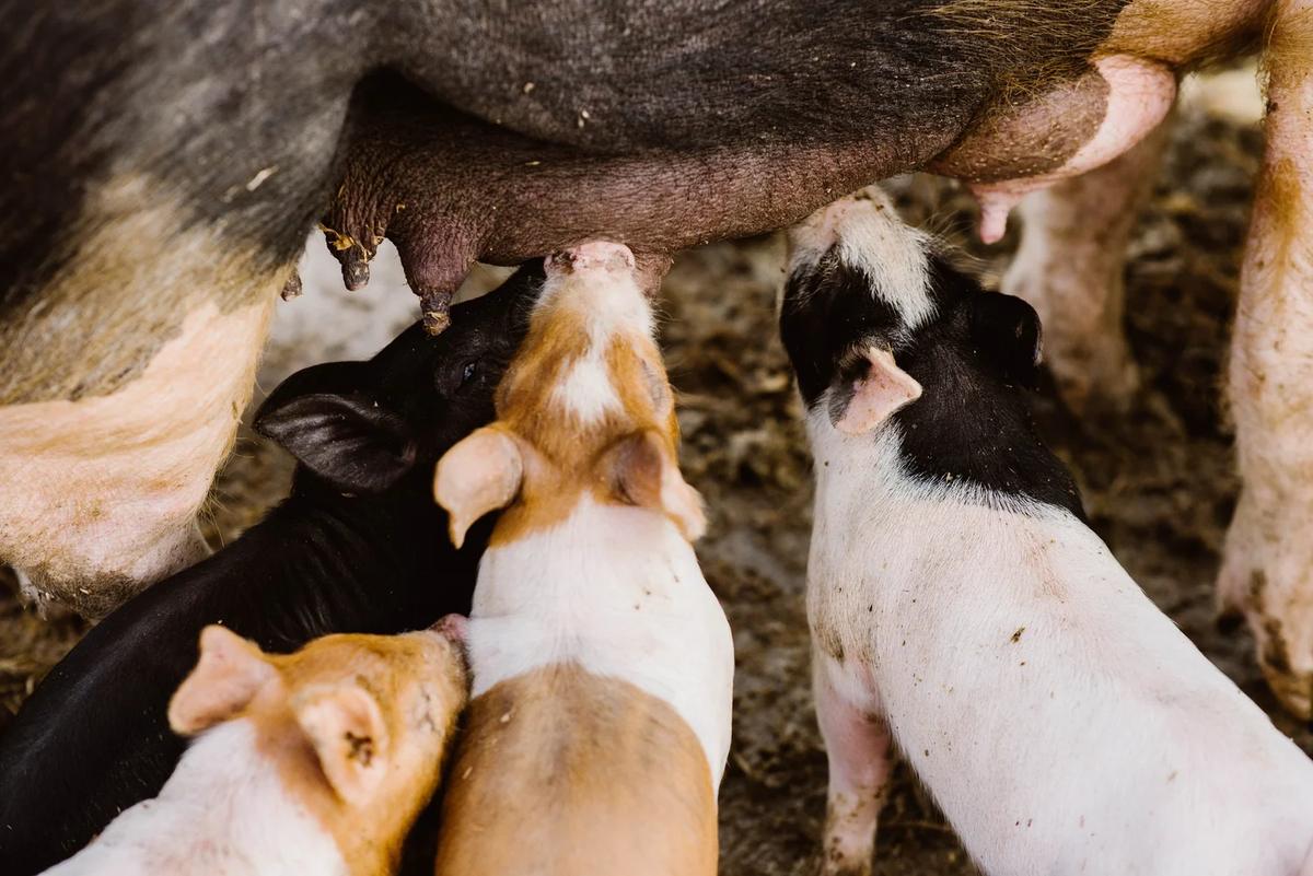 How to Raise a Heritage Breed Hog