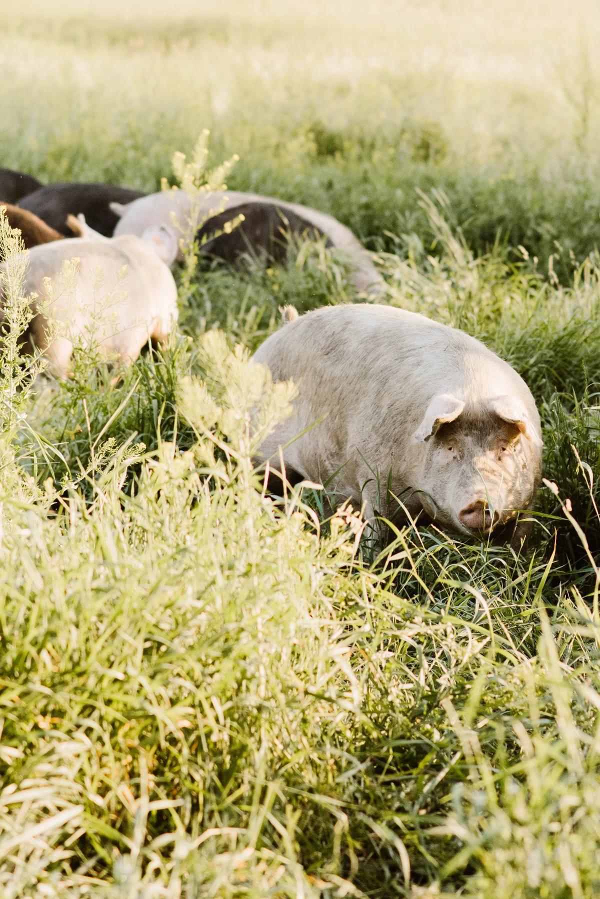 Gallery – Feathered Acres Farm, Belgrade MN