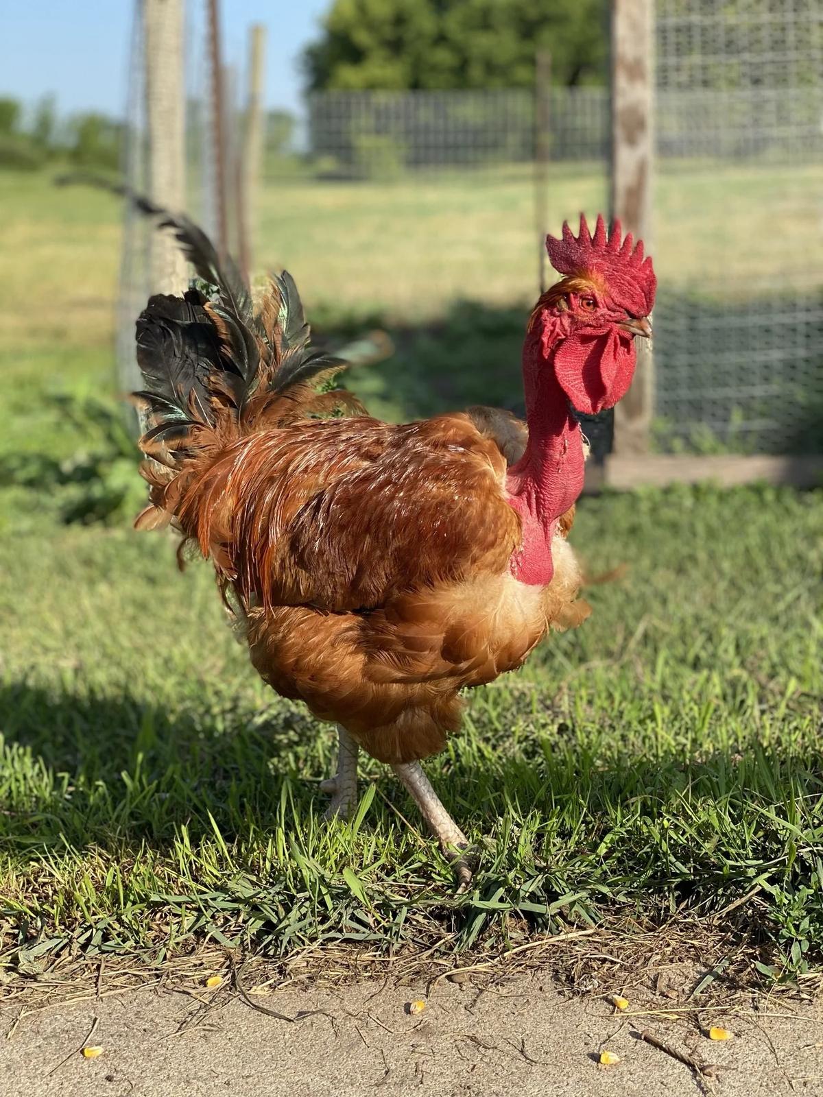 Gallery – Feathered Acres Farm, Belgrade MN