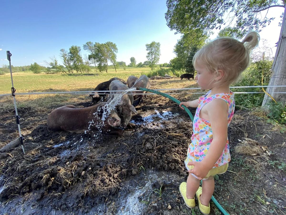 Gallery – Feathered Acres Farm, Belgrade MN