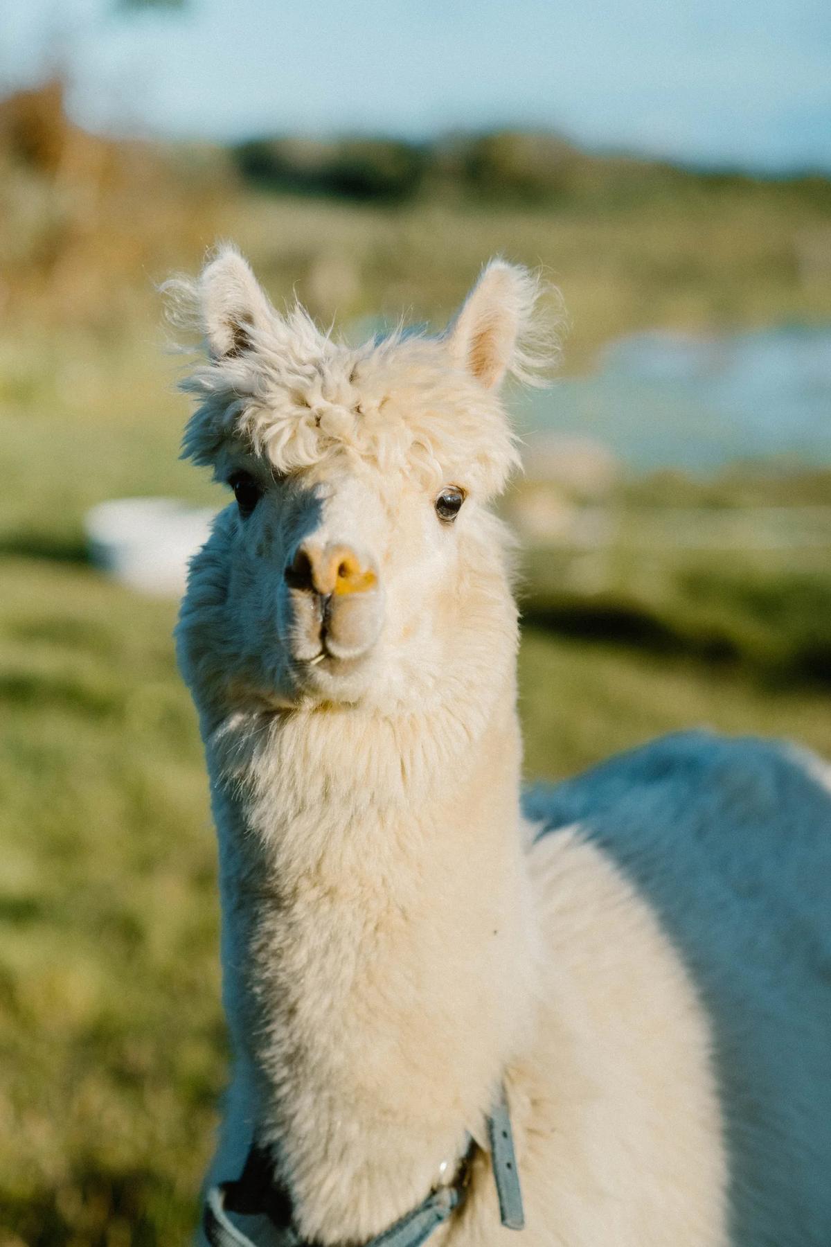 A cream-colored alpaca on a sunny day
