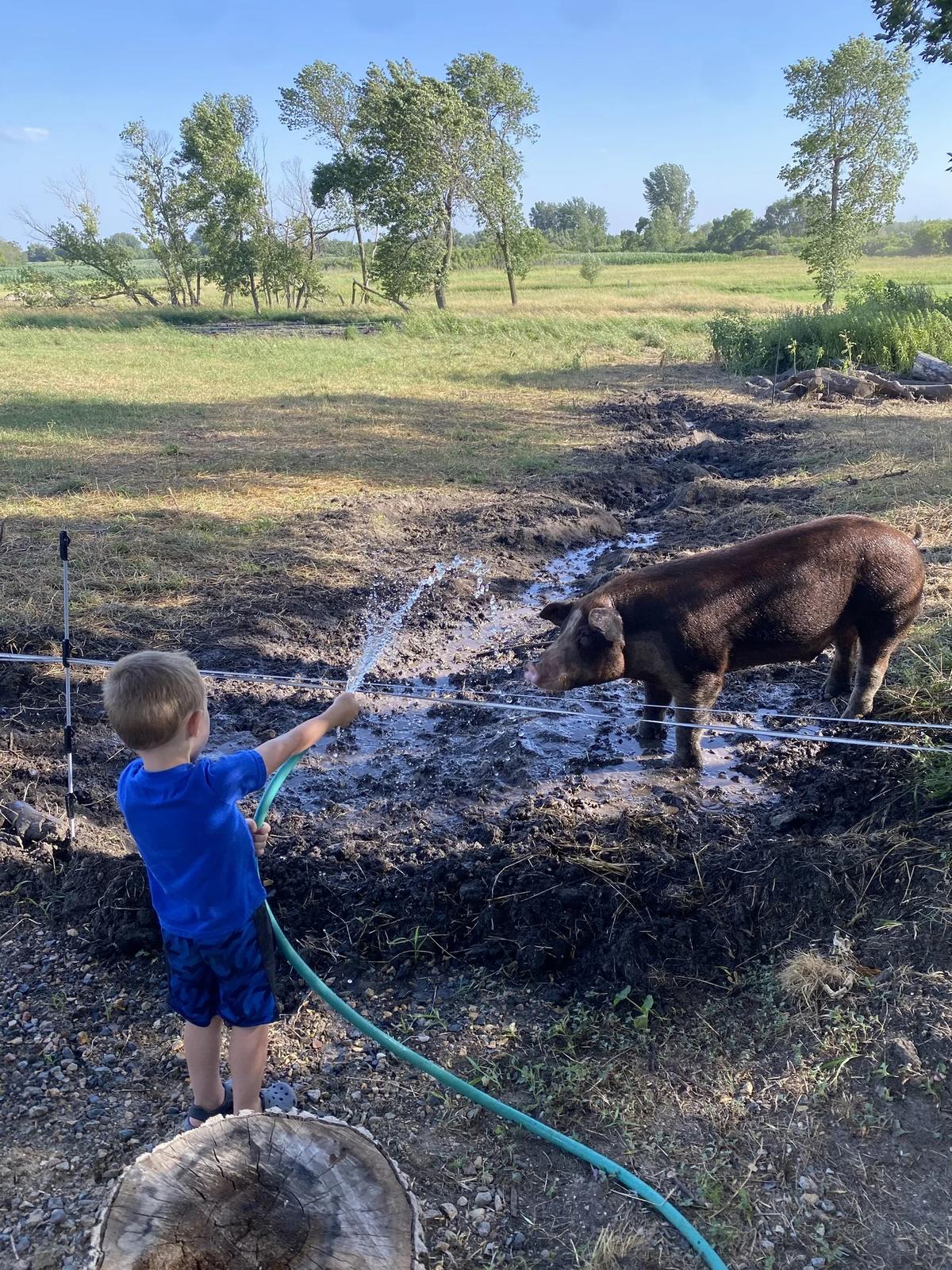 Gallery – Feathered Acres Farm, Belgrade MN