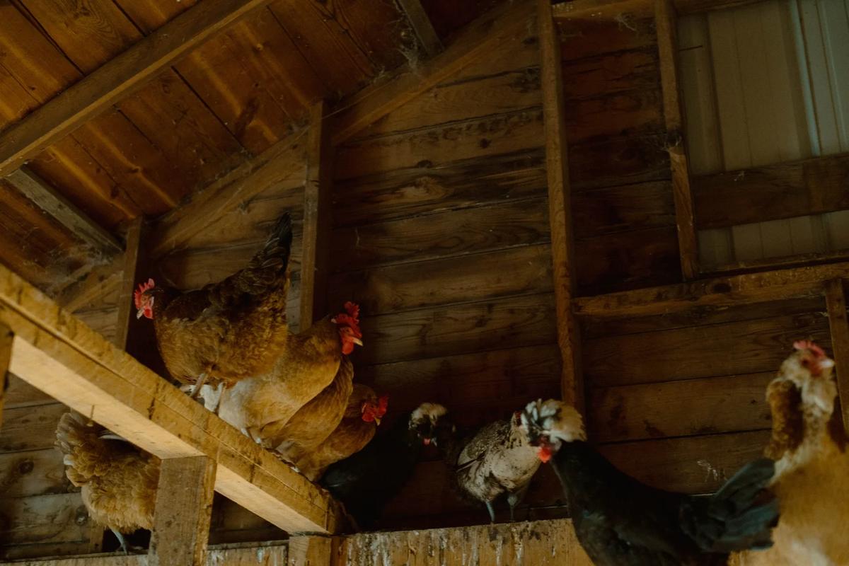 How to Raise Backyard Chickens