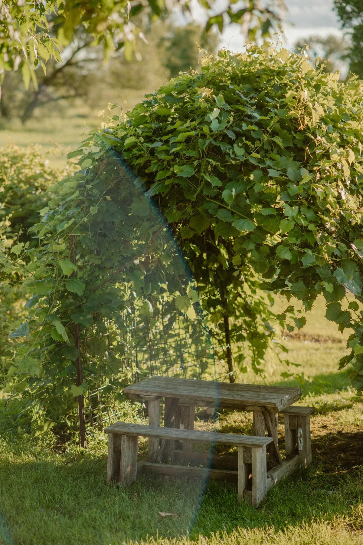 A rustic picnic table under a vine-covered arch