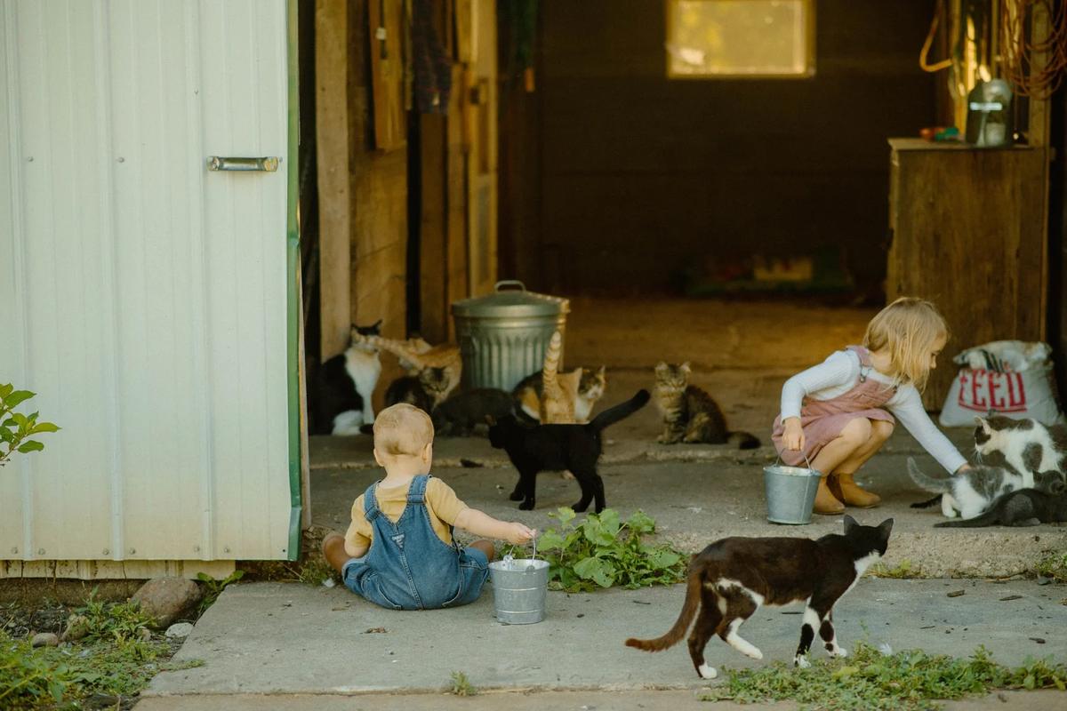 Kids feeding barn cats and kittens