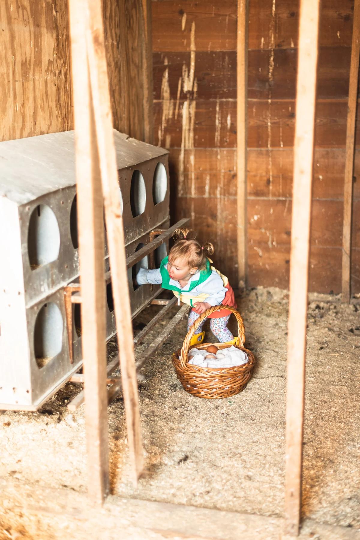 Gallery – Feathered Acres Farm, Belgrade MN