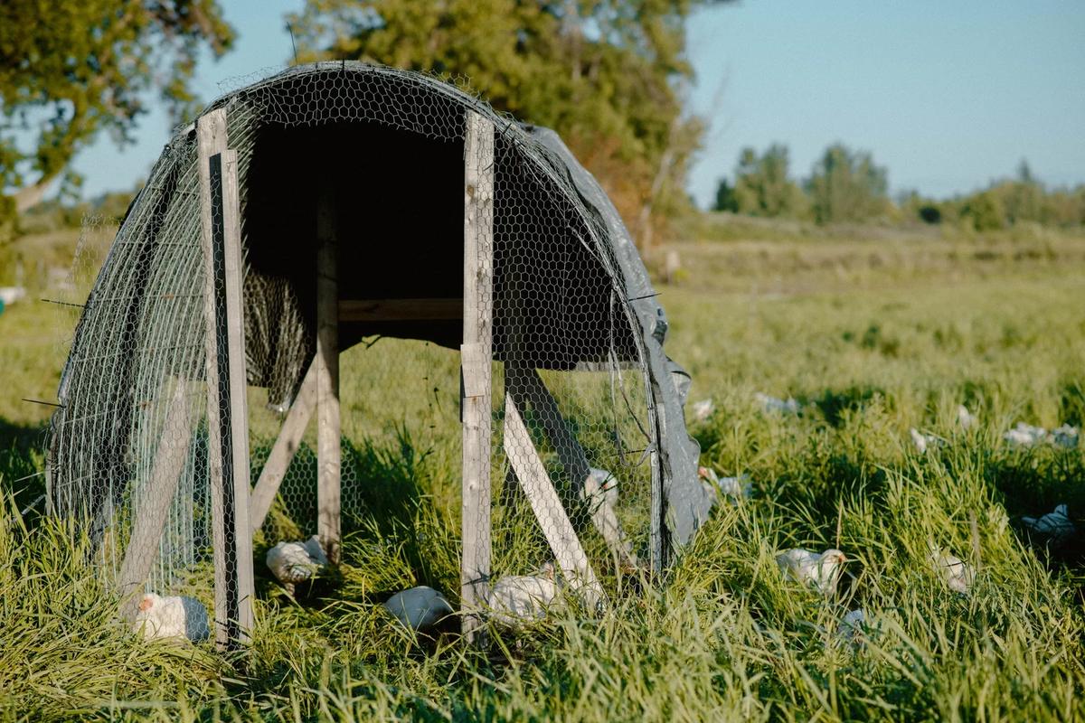 Regenerative Meat – Feathered Acres Farm, Belgrade MN