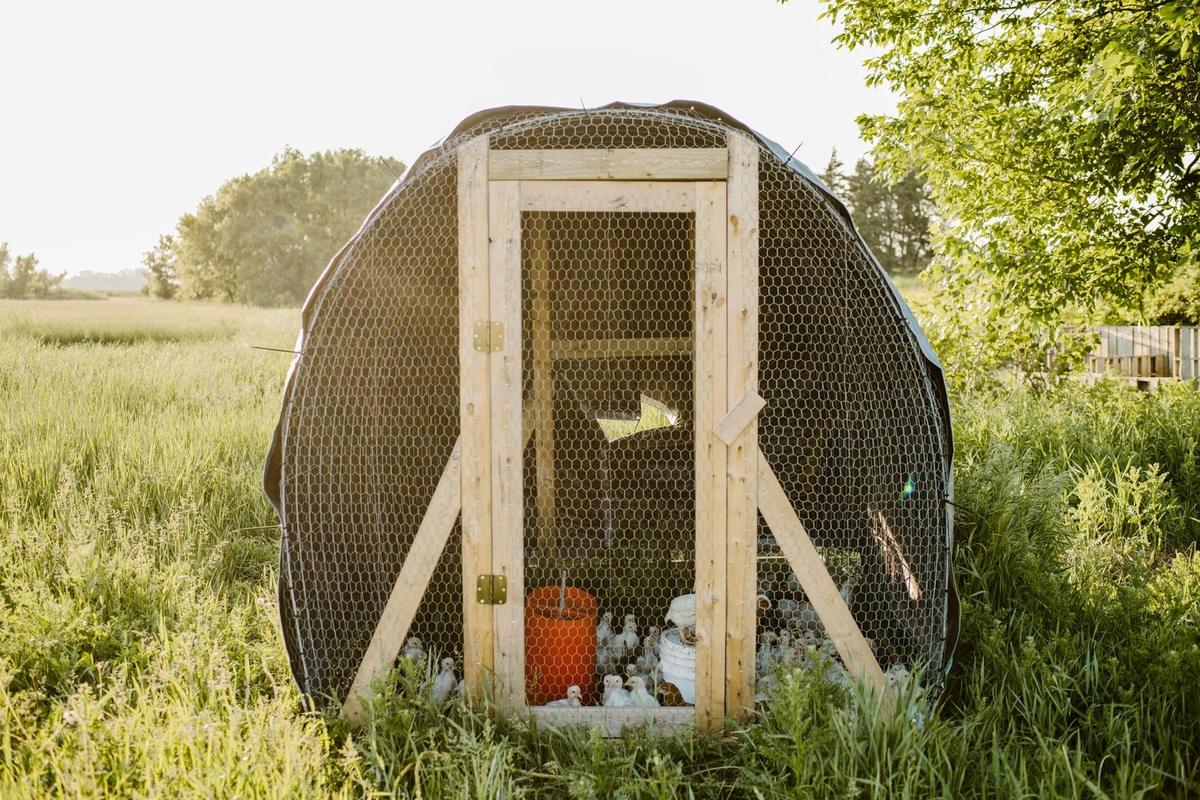 Gallery – Feathered Acres Farm, Belgrade MN