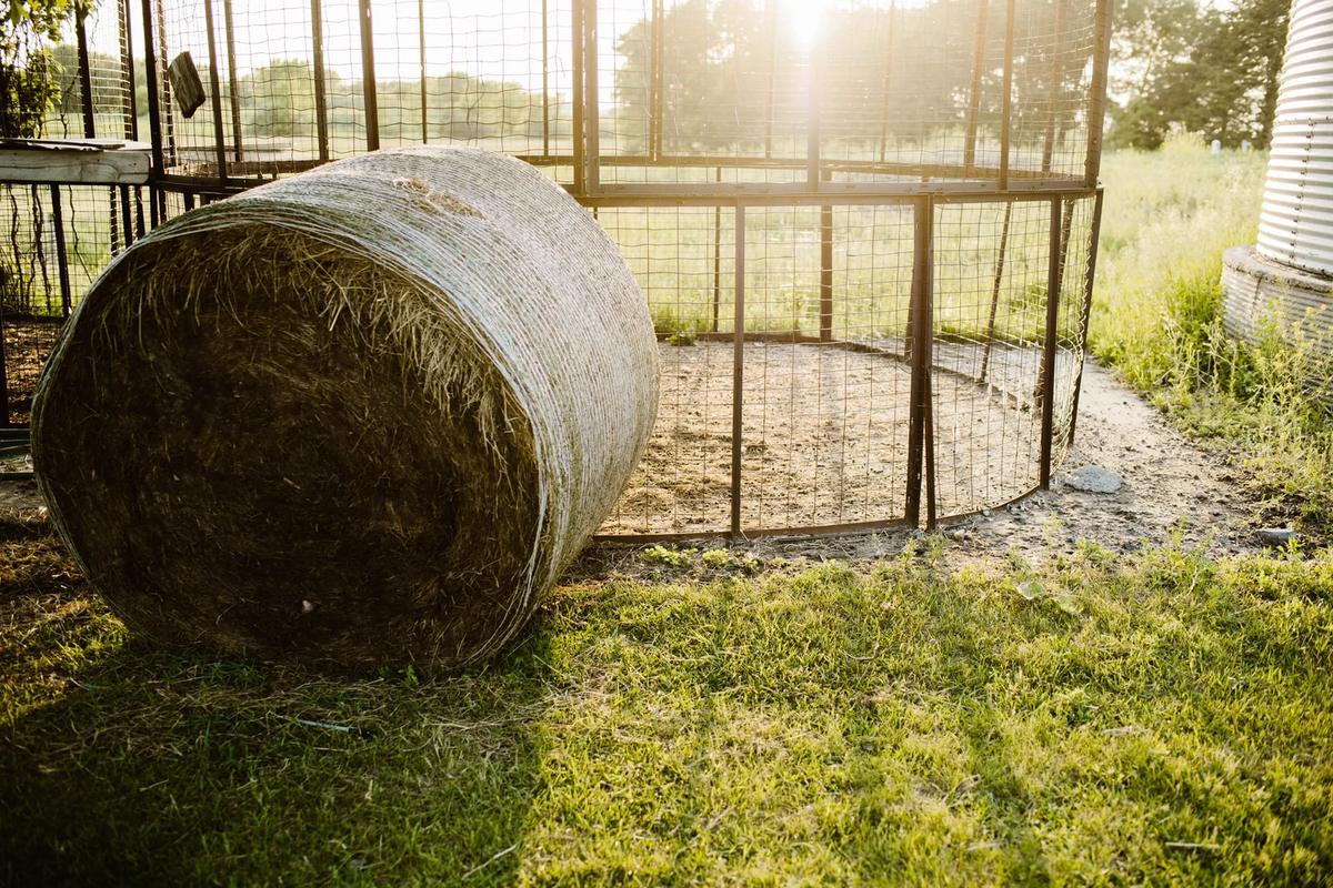 Gallery – Feathered Acres Farm, Belgrade MN