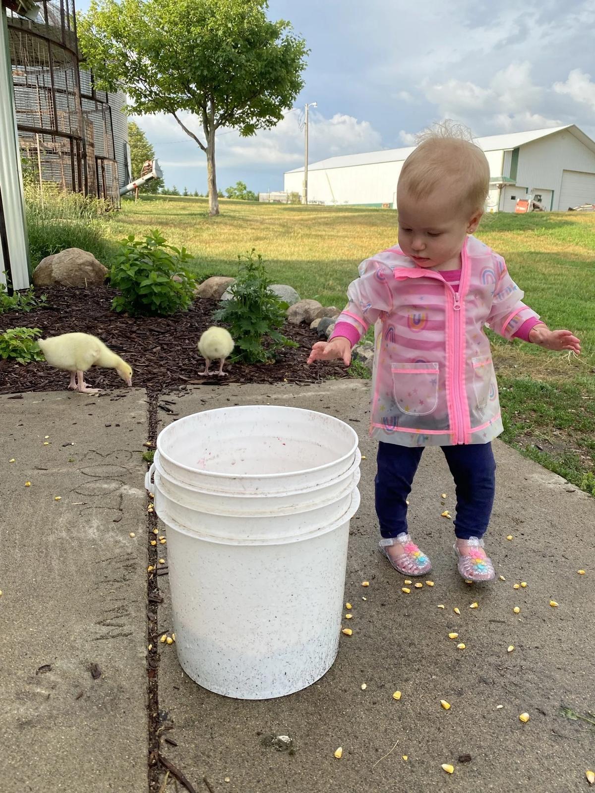Gallery – Feathered Acres Farm, Belgrade MN