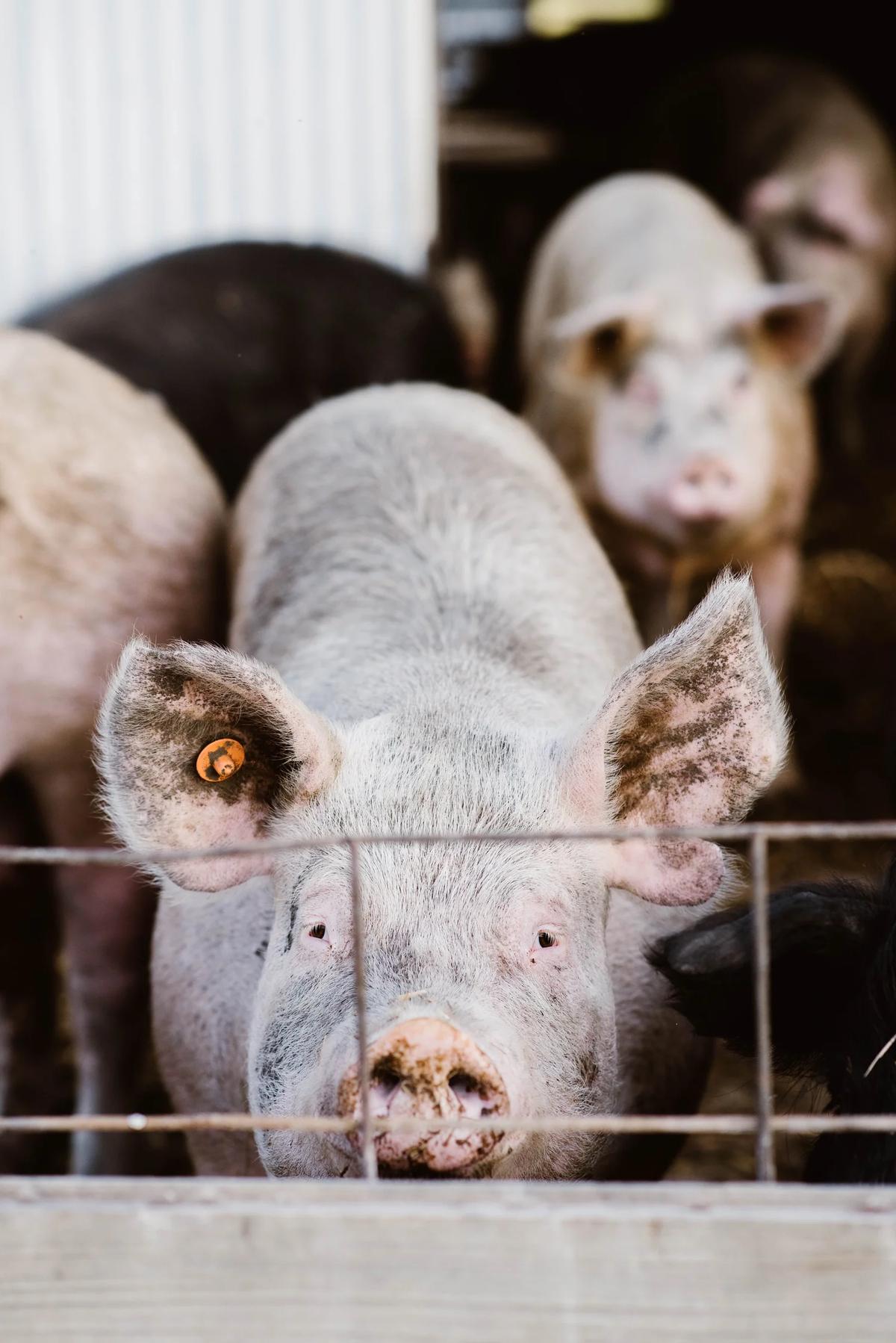 Gallery – Feathered Acres Farm, Belgrade MN