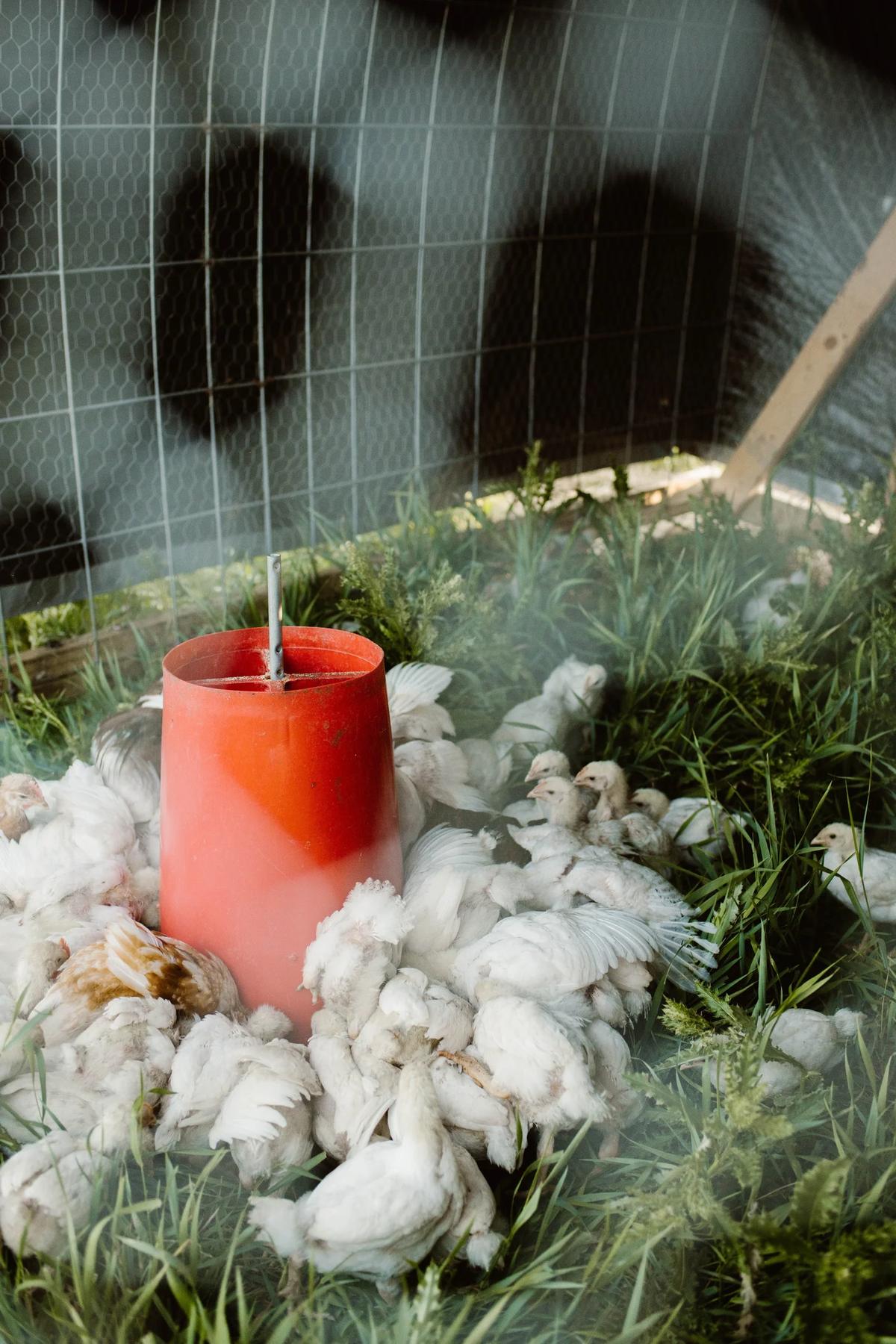 Gallery – Feathered Acres Farm, Belgrade MN