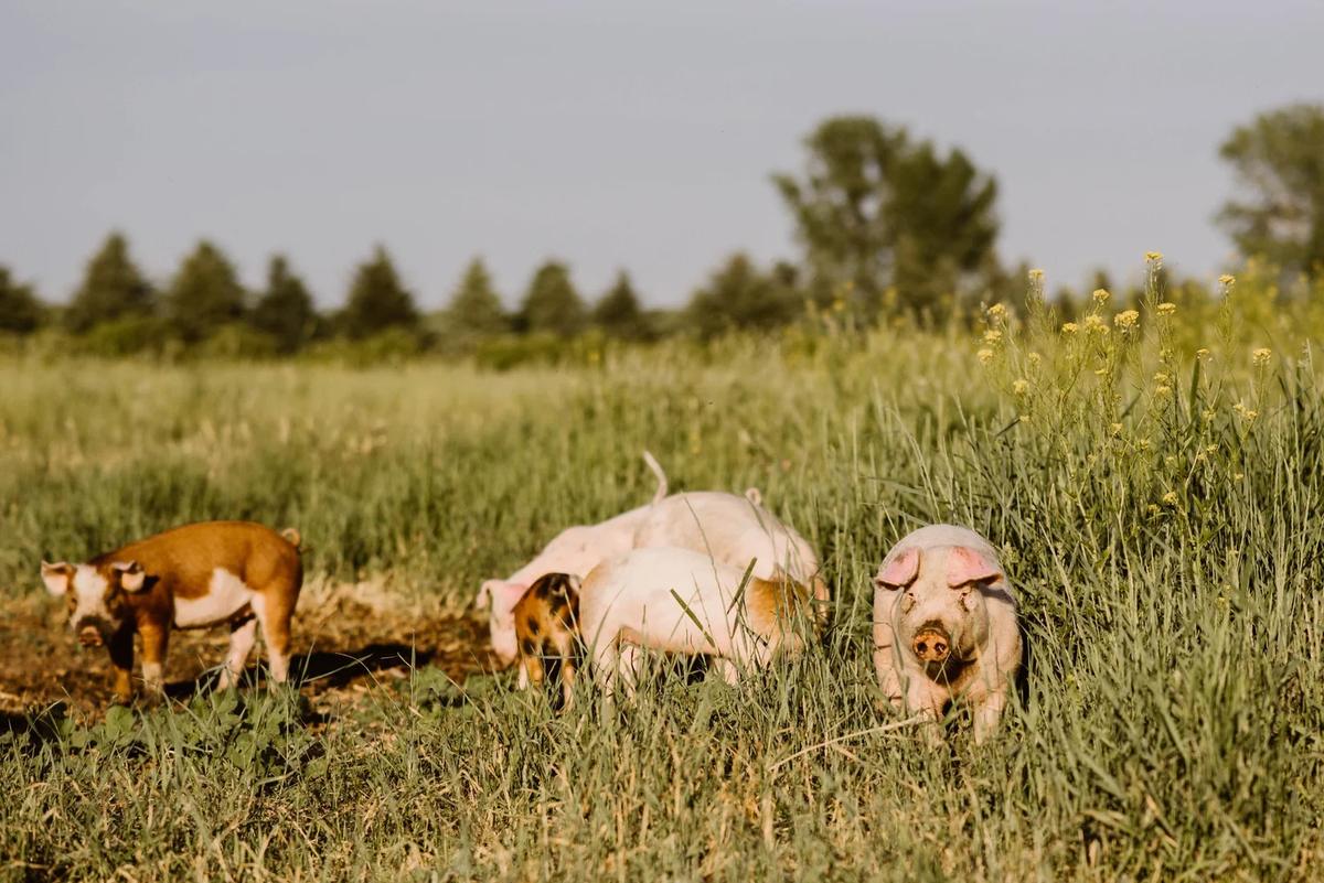 Gallery – Feathered Acres Farm, Belgrade MN