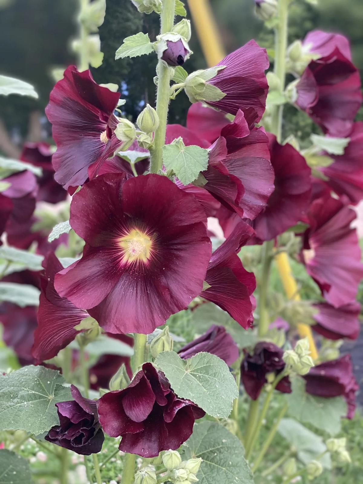 Gallery – Feathered Acres Farm, Belgrade MN