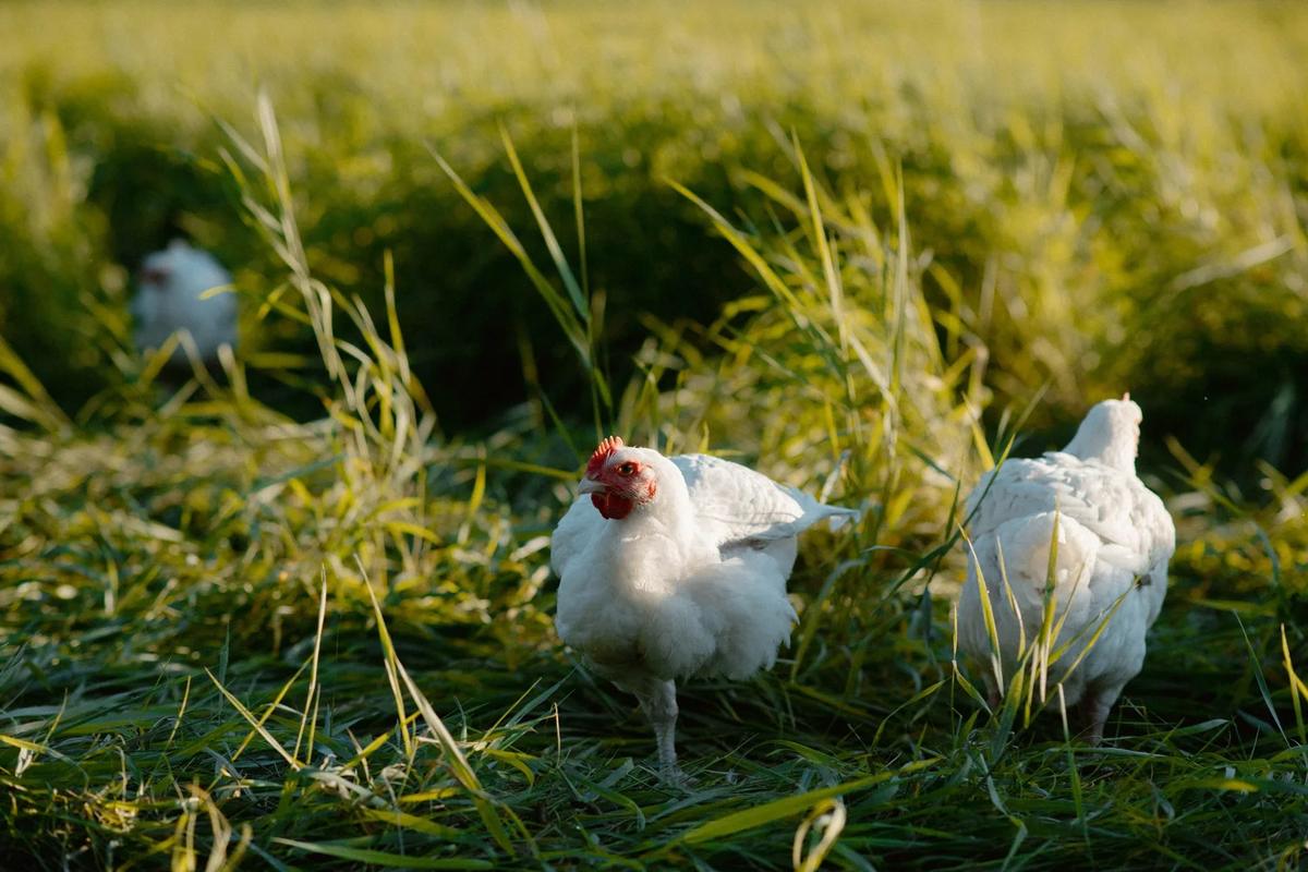 PRE ORDER Pasture Raised Chicken