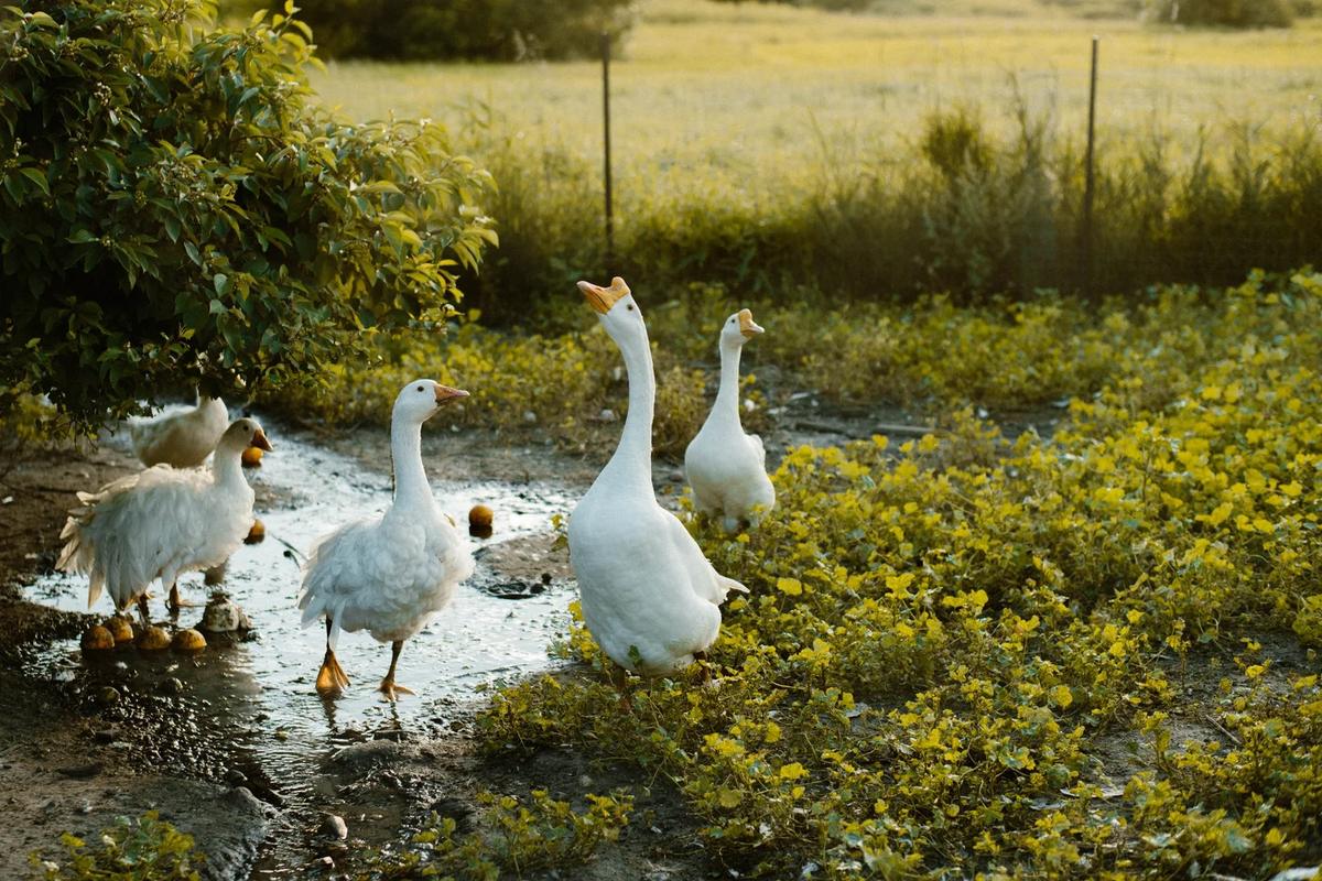 Farm Stay Experience – Feathered Acres Farm, Belgrade MN