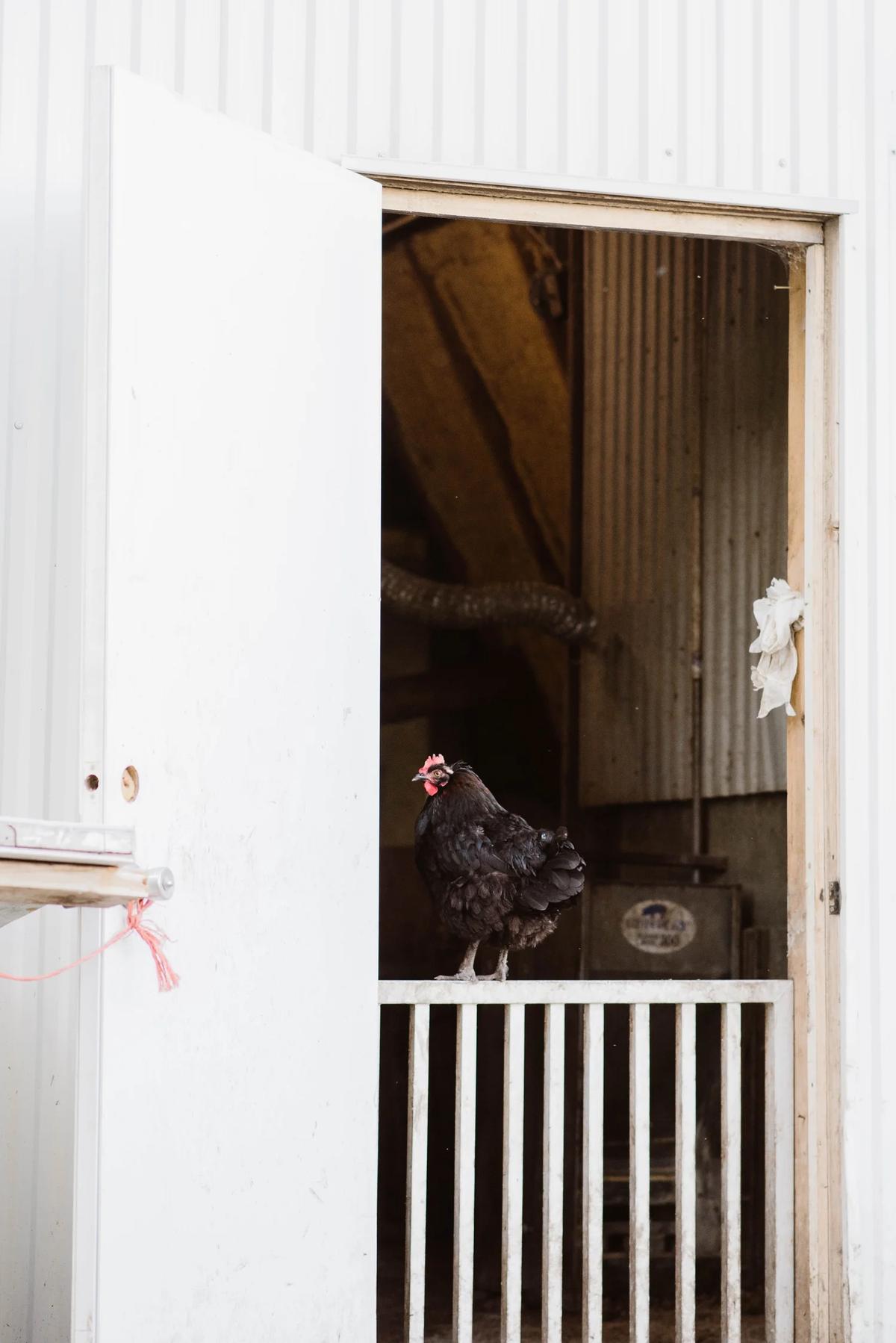 Gallery – Feathered Acres Farm, Belgrade MN